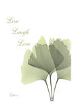 Ginkgo  Live