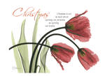 Christmas Tulips