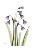 Susan's Snowdrop