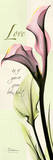 Love  Pink Calla Lily