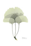Ginkgo in Pale Green III