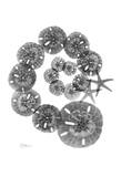 Swirl of Sand Dollars