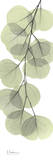 Eucalyptus in Green III