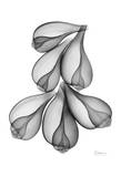 Fig Shell Arrangement