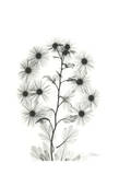 Chrysanthemum Bouquet