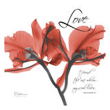 Royal Red Orchid  Love Again