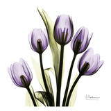 Tulip in Purple