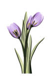Purple Tulips II