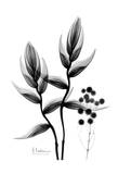 Heliconia Arrangement Black and White