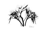 Hydrangea in Black and White