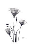 Bouquet of Gentian in Black and White