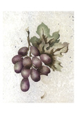 Glorious Grapes