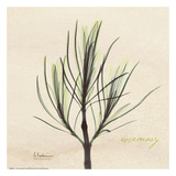 Rosemary on Beige