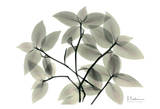 Wandering Jew