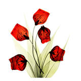 Sandersonia Bunch in Red