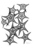 Star Fish Big Burst