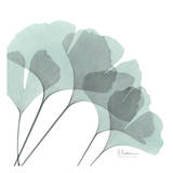 Ginkgo in Pale Blue II