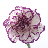 Carnation Creation I