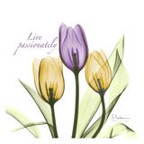 Tulips Live Passionately