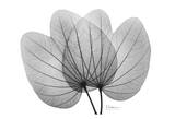 Orchid Tree Close Up Black and White