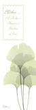 Ginkgo  Mother