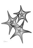 Star Fish Burst Triple