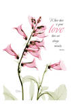 Pink Spring Foxglove  Love