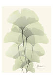 Ginkgo Leaves in Green II
