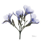 Crocus's in Purple