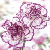 Carnation Creation II