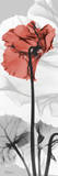 Cyclamen Red With Black and White