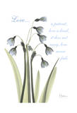 Snow Drop  Love