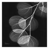Eucalyptus Black and White II