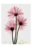 Pink Gerbera Triple