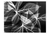 Leaves Close Up on Black