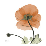 A Gift of Flowers in Orange