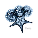 Starfish in Blue