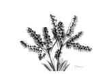 Lily of The Valley Bush