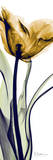 Tulip in Gold