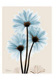 Blue Gerbera Triple