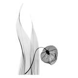 Sandersonia in Black and White