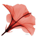 Close Up of Red Beauty II