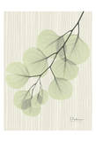 Eva's Eucalyptus on Beige