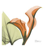 A Gift of Calla Lilies in Orange