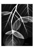Flowing Eucalyptus on Black