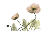 Amanda's Iceland Poppies
