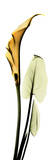 Calla Lily in Gold II