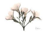 Oleander in Pink