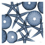 Collage of Starfish and Sea Urchins