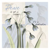 Sasha's Snowdrop II